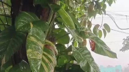 ଛତ୍ରପୁର: ଗଞ୍ଜାମ ଜିଲ୍ଲାରେ ଆସନ୍ତାକାଲି କାଳବୈଶାଖୀ ସମ୍ଭାବନାକୁ ନେଇ ୟେଲୋ ଆଲର୍ଟ ଜାରି କଲା ପାଣିପାଗ ବିଭାଗ