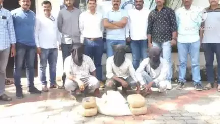 मिरज: चिंतामणीराव कॉलेजच्या पाठीमागून गांजा विक्री करणारे तिघे ताब्यात ;१ लाख ३५ हजार ५१२ रुपयांचा मुद्देमाल जप्त