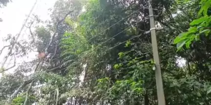 കുന്നത്തൂർ: 'പബ്ലിക്ക്' ഇംപാക്റ്റ്, ചുവപ്പുനാട അഴിച്ചു KSEB, പോരുവഴി ലൈനിൽ മരം മുറിച്ചു നീക്കി #localissue
