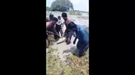 குறிஞ்சிப்பாடி: குறிஞ்சிப்பாடி பெரிய கண்ணாடியில் பெருமாள் ஏரியில் மீன் பிடி வலையில் சிக்கி உயிரிழந்த நிலையில் முதலை மீட்பு