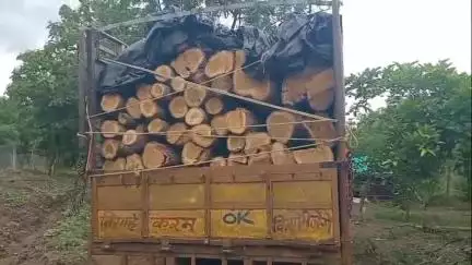 सेनगाव: खुडज फाटा येथे वनविभागाची धडक कारवाई, अवैधरित्या सागवान घेऊन जाणारा टेम्पो पकडला