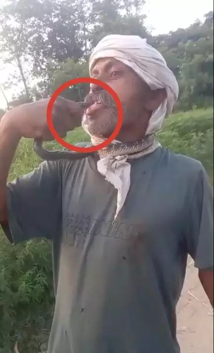 यूपी के अमरोहा में सांप को गले में लपेटकर खेल रहा था शख्स, सांप ने जीभ पर काटा
