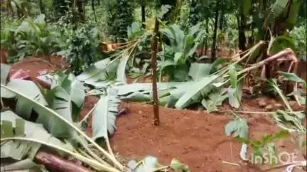 കോതമംഗലം: ആനകളെ കൊണ്ട് ഒരു രക്ഷയുമില്ല, കുട്ടമ്പുഴ പന്തപ്ര ഉന്നതിയിൽ ഇന്നും കാട്ടാനകൾ കൃഷി നശിപ്പിച്ചു