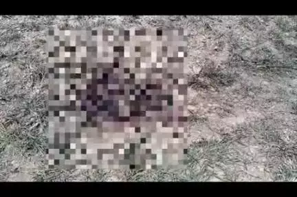 रामटेक: बोंद्री शिवारात वाघाच्या हल्ल्यात गाय गंभीर जखमी