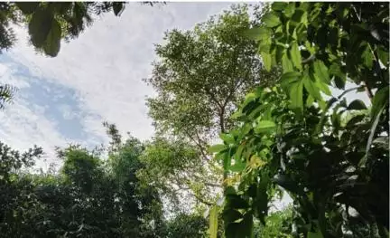 गुना केव्स के पास बंदर ने पर्यटक से छीनी ₹500 के नोटों की गड्डी, फिर पेड़ पर चढ़कर कर दी पैसों की बारिश