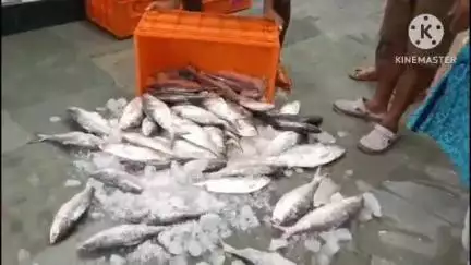 ডায়মন্ডহারবার ১: ডায়মন্ড হারবার নগেন্দ্র বাজারে সিজনের প্রথম ইলিশ ঢুকলো প্রায় কুড়ি কুইন্টাল