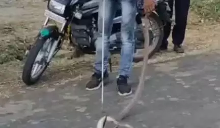 मोहखेड़: मोहखेड़ के कालाखूनी में कोबरा नाग निकलने से घर में हड़कंप, सर्प मित्र ने किया रेस्क्यू