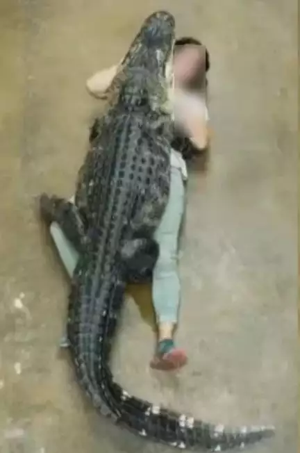 यूपी के आगरा में महिला को चंबल नदी में खींच ले गया मगरमच्छ, तीन घंटे तक जबड़े में जकड़े रहा