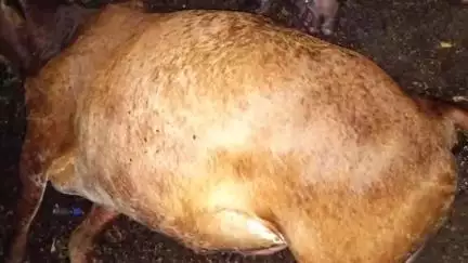 सौसर: खैरीमीरा गांव में बिजली गिरने से 6 मवेशियों की मौत, 4 किसानों को लाखों का नुकसान