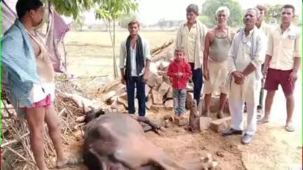 अजयगढ़: आकाशीय बिजली गिरने से भैंस की मौत, धरमपुर थाना क्षेत्र के इचौलिया गांव की घटना