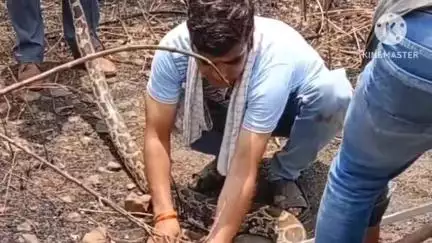रावतभाटा: रावतभाटा के तंबोलिया में 10 फीट का अजगर दिखने से मचा हड़कंप, वन विभाग की टीम ने किया रेस्क्यू और जंगल में सुरक्षित छोड़ा