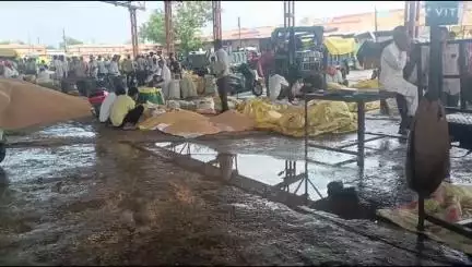 महिदपुर: महिदपुर मंडी में बारिश से दुर्दशा, किसानों का क्विंटल कृषि उपज बर्बाद