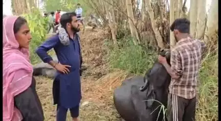 ਗੁਰਦਾਸਪੁਰ: ਸਰਾਵਾਂ ਪਿੰਡੀਆਂ ਵਿੱਚ ਗੁਜਰ ਭਾਈਚਾਰੇ ਦੇ 7 ਪਸ਼ੂਆਂ ਦੀ ਭੇਦ ਭਰੇ ਹਾਲਾਤਾਂ ਵਿੱਚ ਹੋਈ ਮੌਤ, ਡਾਕਟਰਾਂ ਨੇ ਬਾਕੀਆਂ ਦੀ ਬਚਾਈ ਜਾਣ