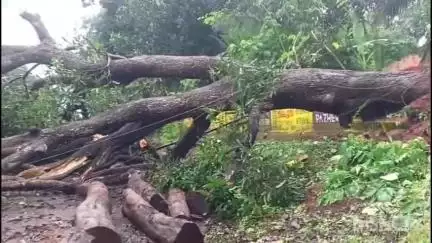 പട്ടാമ്പി: മുതുതല പറക്കാട് വൻമരം റോഡിലേക്ക് കടപുഴകി വീണ് ഏറെ നേരം ഗതാഗതം തടസപ്പെട്ടു