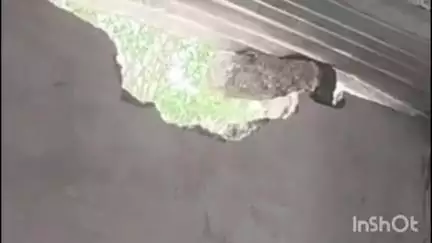 गंगापुर: गंगापुर सिटी, बाटोदा भाड़ोती, मथुरा में चोरों ने परचूनी की दुकान को बनाया निशाना, घटना सीसीटीवी कैमरे में कैद हुई
