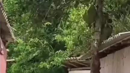 দাসপুর ১: পার্বতীপুরে কাঁঠাল পারতে গিয়ে গাছ থেকে পড়ে মৃত্যু ব্যক্তির