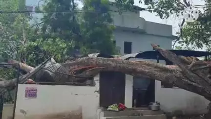 बलौदाबाज़ार: बलौदाबाजार के गणेशशंकर बाजपेई विद्यालय में टला बड़ा हादसा, स्कूल के किचन शेड पर गिरा पीपल का पेड़, हटाने का कार्य शुरू