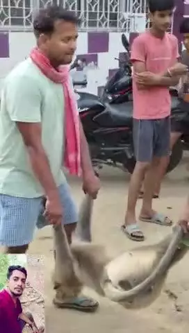 संग्रामपुर में आज खूंखार बंदर पकड़ा गया नगर पंचायत का ताजा न्यूज़ 

20 दिन से परेशान कर रहे थे बंदर आज पकड़ा गया