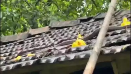 മണ്ണാർക്കാട്: കരിമ്പ പള്ളിപ്പടിയിൽ അങ്കണവാടിക്കുള്ളിൽ നിന്ന് പാമ്പിനെ പിടികൂടി
