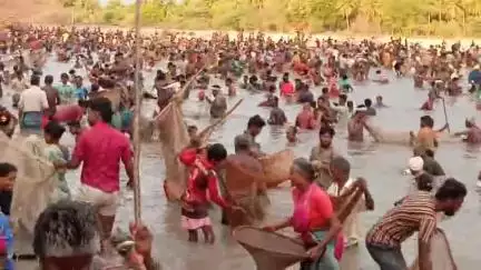 சிங்கம்புனரி: ஐநூத்திபட்டியில் பாரம்பரிய மீன்பிடி திருவிழா 1000 கும் மேற்பட்ட கிராம மக்கள் பங்கேற்பு