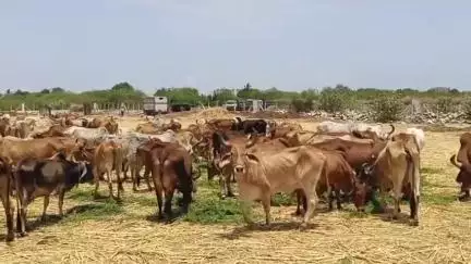 જામજોધપુર: જામજોધપુરમાં રખડતા ઢોરનો ત્રાસ... જામનગર જિલ્લા મહિલા પ્રમુખ કૃપાબા જાડેજા એ કરી માંગ