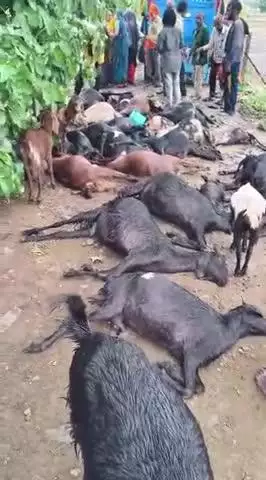 ढाबला गुर्जर में फोर लाइन के पास बीज गिरने से 25 बकरियों की मौत साथ में दो महिलाएं भी घायल