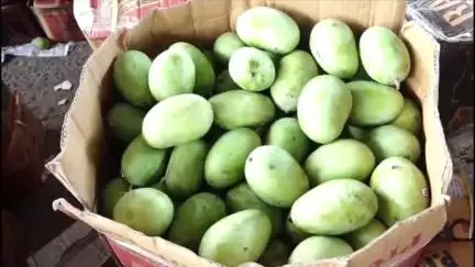खुडैल: इंदौर फल मंडी में किसानों को आम के अच्छे दाम नहीं मिल रहे, कम दाम मिलने से किसान परेशान, ₹15-20 प्रति किलो