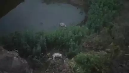 डिंडौरी: नेवसा वॉटरफॉल के पास बारिश और बिजली गिरने से बैल की ऊंचाई से गिरकर मौत