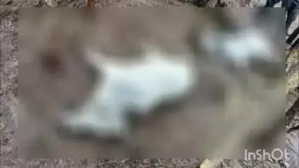 कुशलगढ़: माड़ली छोटी गाँव में आकाशीय बिजली गिरने से दो बैलों की हुई मौत