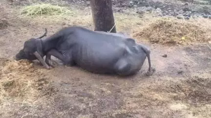 सुवासरा: सुवासरा विधानसभा के गुर्जर बढ़िया सहित मंडला गांव में आकाशीय बिजली गिरने से भैंसों की मौत, नुकसान