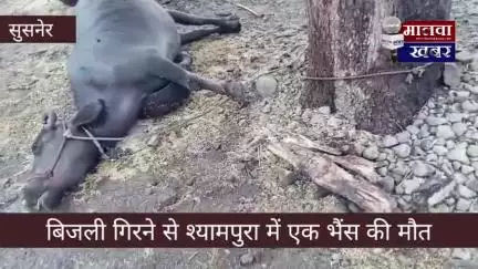 सुसनेर: श्यामपुरा में बिजली की चपेट में आने से भेंस की मौत, पीड़ित ने प्रशासन से की मुआवजे की मांग