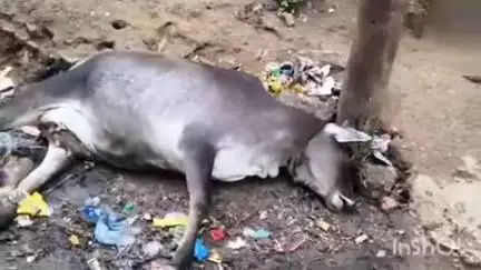 रॉबर्ट्सगंज: पूरब मोहाल में बिजली के खम्भे में करेंट उतरने से दुधारू गाय की हुई मौत