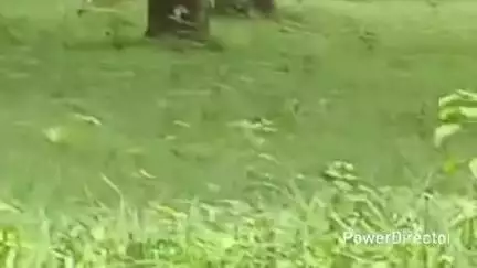 ಗುಂಡ್ಲುಪೇಟೆ: ಮೂಲೆಹೊಳೆ ಸಮೀಪ‌ ರಸ್ತೆ ಬದಿ ಮೇಯುತ್ತಿದ್ದ ಜಿಂಕೆ ಅಟ್ಟಾಡಿಸಿ ಬೇಟೆಯಾಡಿದ ಸೀಳುನಾಯಿಗಳು