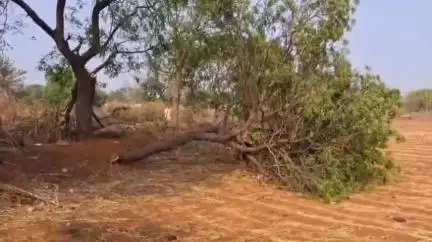 झांसी: झांसी के राजपुर गांव में आंधी से मकान पर गिरा पेड़, खंबे टूटे, ग्रामीण बोले- दब गए थे, लोगों ने बचाया