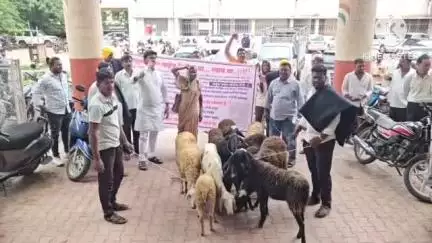 नगर: वर्षभर सुनावणी, पण निकाल नाही; तहसीलदारांच्या दिरंगाईविरोधात सरपंचाचा मेंढरासह ठिय्या