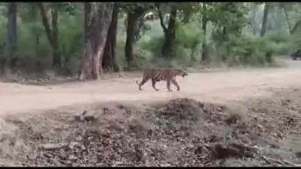 बांधवगढ़ के खितौली ज़ोन में 4नन्हे शावकों समेत रोड क्रॉस करती दिखी सुपर मॉम बाघिन रा-बनी टाइगर ट्रेन