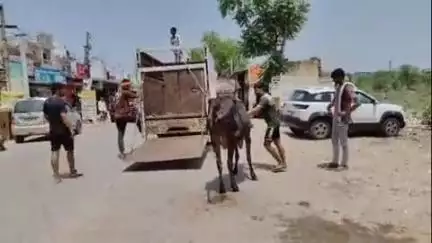 रेवाड़ी: पशुओं को खुला छोड़ा तो होगी एफआईआर दर्ज - डीएमसी