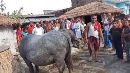 जोगापट्टी: चौबे टोला बल्डीआ गांव में भैंस के मुंह से निकला शिवलिंग रूपी पत्थर, ग्रामीण हुए अचंभित