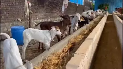 नाहन: प्रदेश सरकार की आर्थिक बदहाली, गोशालाओं को 3 माह से नहीं मिली सहायता राशि, गौसेवकों को पशुओं का पालन-पोषण हुआ मुश्किल