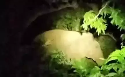 ঝাড়গ্রাম: পুকুরিয়া গ্রামের আমের বাগানে ঢুকে পড়ল ৩টি হাতি, আমের বাগান তছনছ করার অভিযোগ গ্রামবাসীদের