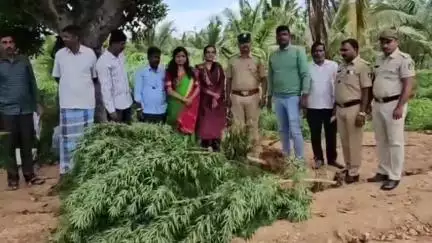 ಕೃಷ್ಣರಾಜಪೇಟೆ: ಕಾಶಿ ಮುರುಕನಹಳ್ಳಿ ಜಮೀನಿನಲ್ಲಿ ಬೆಳೆದಿದ್ದ 17 ಕೆ.ಜಿ ಗಾಂಜಾ ಗಿಡ ವಶ, ಆರೋಪಿ ಬಂಧನ