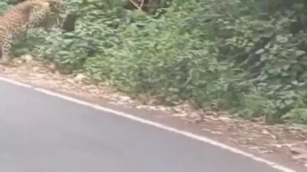 बेरीनाग: गुलदार के दिखाई देने से बेरीनाग नगर में लोगों में भय का माहौल