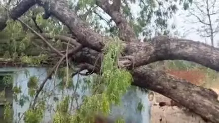 निवाड़ी: राजापुर लाडवारी गांव में आसाराम अहिरवार के मकान पर गिरा पेड़, मकान हुआ क्षतिग्रस्त