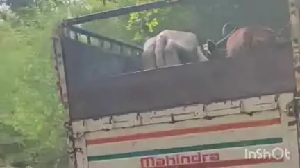 भंडरिया: छत्तीसगढ़ से बैल खरीदकर लौट रहे लोगों को ग्रामीणों ने रोका, भंडरिया पुलिस की जांच के बाद छोड़े जाने पर आक्रोश