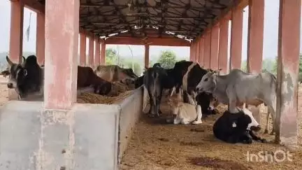 खड्डा: खडडा के निराश्रित पशु आश्रय केंद्र में भ्रष्टाचार का आरोप, पशुओं की संख्या में हेराफेरी कर धन का बंदरबांट का आरोप