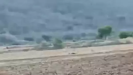 जौरा: जौरा थाना क्षेत्र में चीतों का आतंक, दो जगह बकरियों का शिकार, ग्रामीण दहशत में