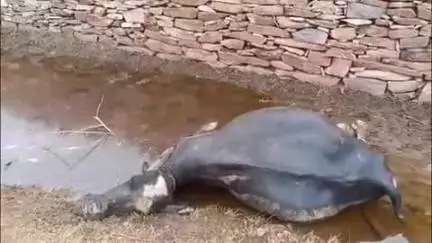 लाडपुरा: कैथून थाना इलाके में मवासा ढाणी के निकट 11 केवी बिजली लाइन का तार टूटने से 21 भैसों की मौत, पुलिस मौके पर पहुँची