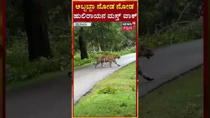 #shorts: Royal Walk of Tiger | Mysuru | ಹುಲಿರಾಯನ ಮಸ್ತ್ ವಾಕ್ | N18S