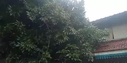 കുന്നത്തൂർ: മഴക്കെടുതി തുടരുന്നു, പോരുവഴിയിൽ വീടിന് മുകളിൽ മരം പിഴുത് വീണു