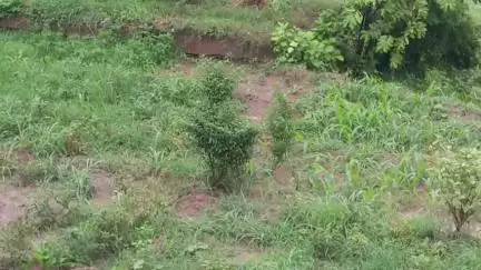 बद्दी: बारिश ने बद्दी-बरोटीवाला-नालागढ़ की तस्वीर बदली, गर्मी से राहत, तापमान 45 से 30 डिग्री पर, किसानों को मिला वरदान